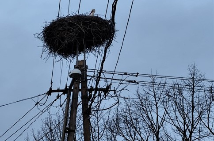 Szanyba érkezett az első gólya